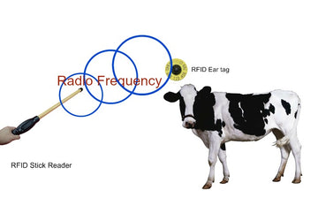 What are EID / RFID Ear Tags