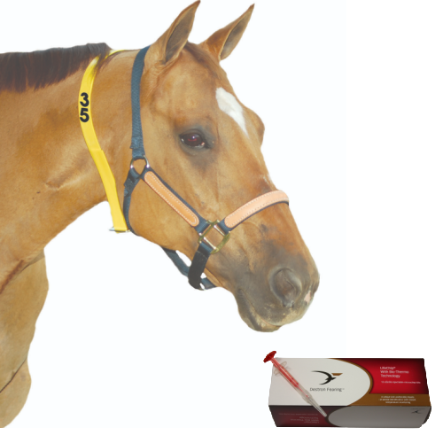 Horse Identification & Equine Microchips