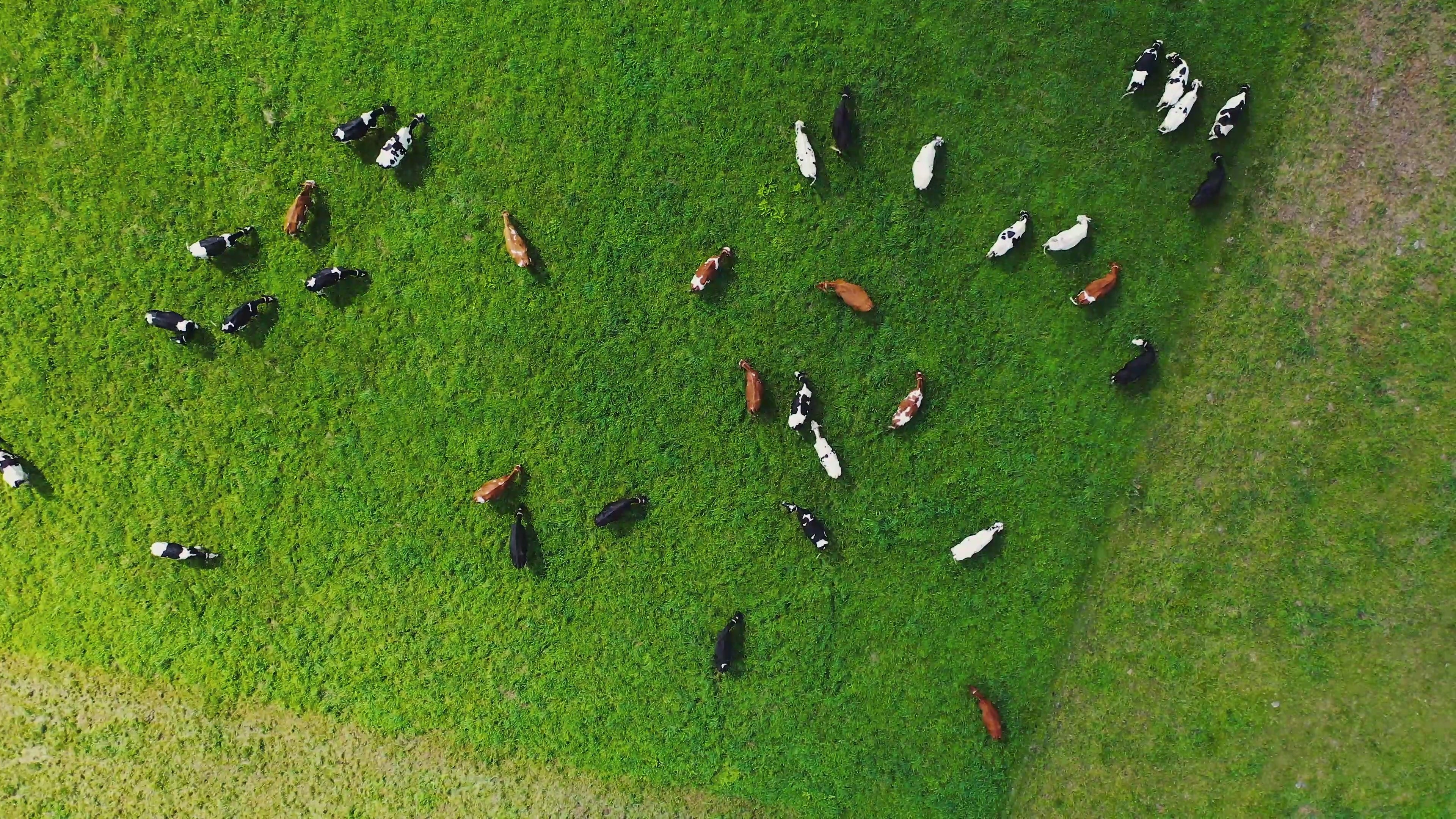 Overhead cows grazing