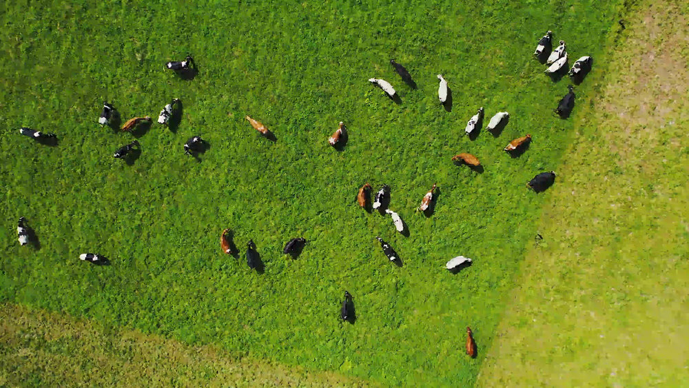 Overhead of cattle grazing